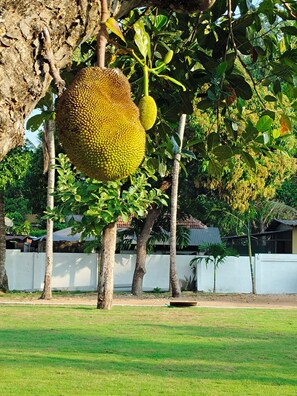 A large fruit hanging from a tree in a grassy area with a white fence and buildings in the background.
