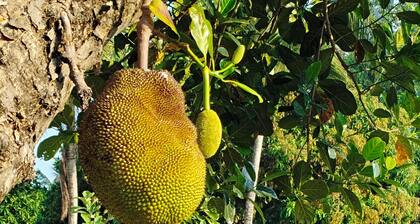 The Reds Heritage.
Spacious rooms, vast gardens with a refreshing pool.