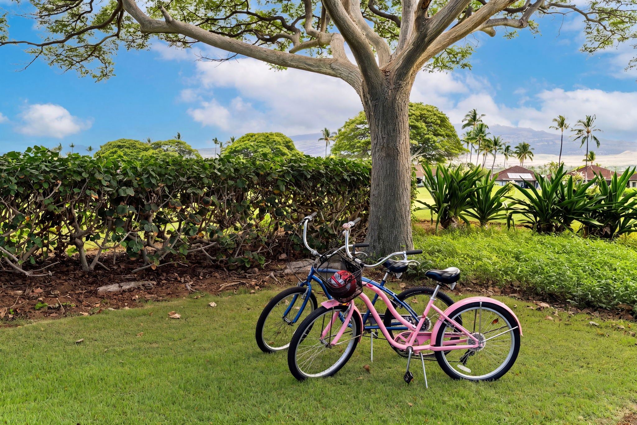 A bicycle parked under a tree in a grassy area with a clear sky.