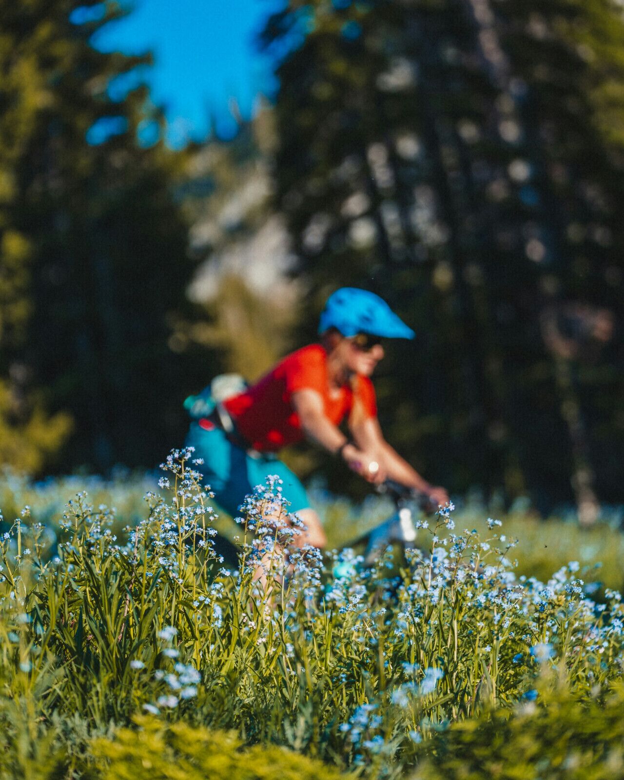 A person riding a bicycle through a field of blue flowers.