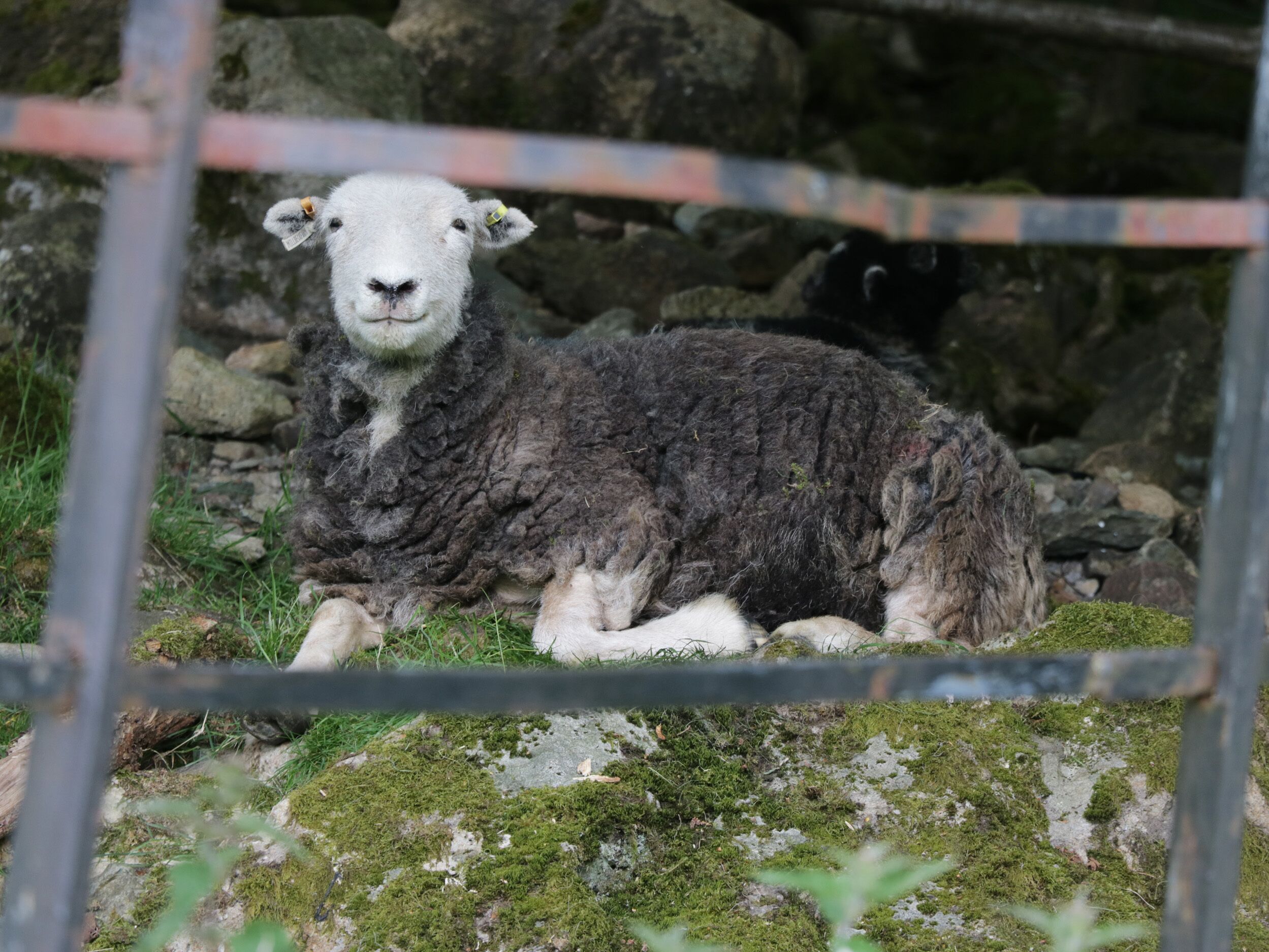 A sheep lying on grass with rocks in the background.