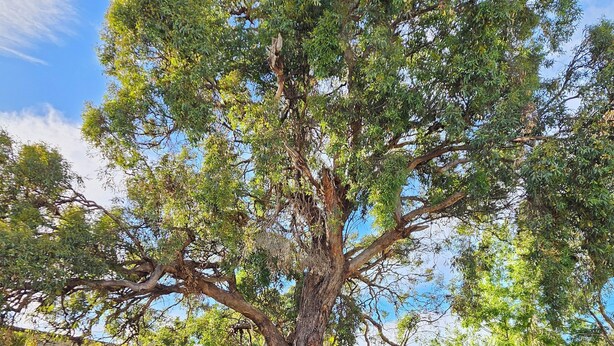 Un gran árbol con tronco grueso y follaje denso, rodeado por un sendero de grava y diversos arbustos.