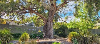 Bassett House Willunga - An entire spacious home on a tree lined street. 