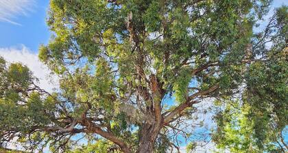 Bassett House Willunga - An entire spacious home on a tree lined street.