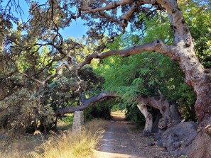Entorno natural con un sendero de tierra, árboles grandes y una estructura de piedra.