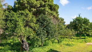Un jardín exuberante con varios árboles y un cielo despejado.