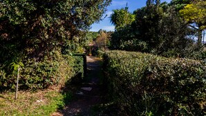 A narrow pathway flanked by dense foliage, leading into a natural landscape.