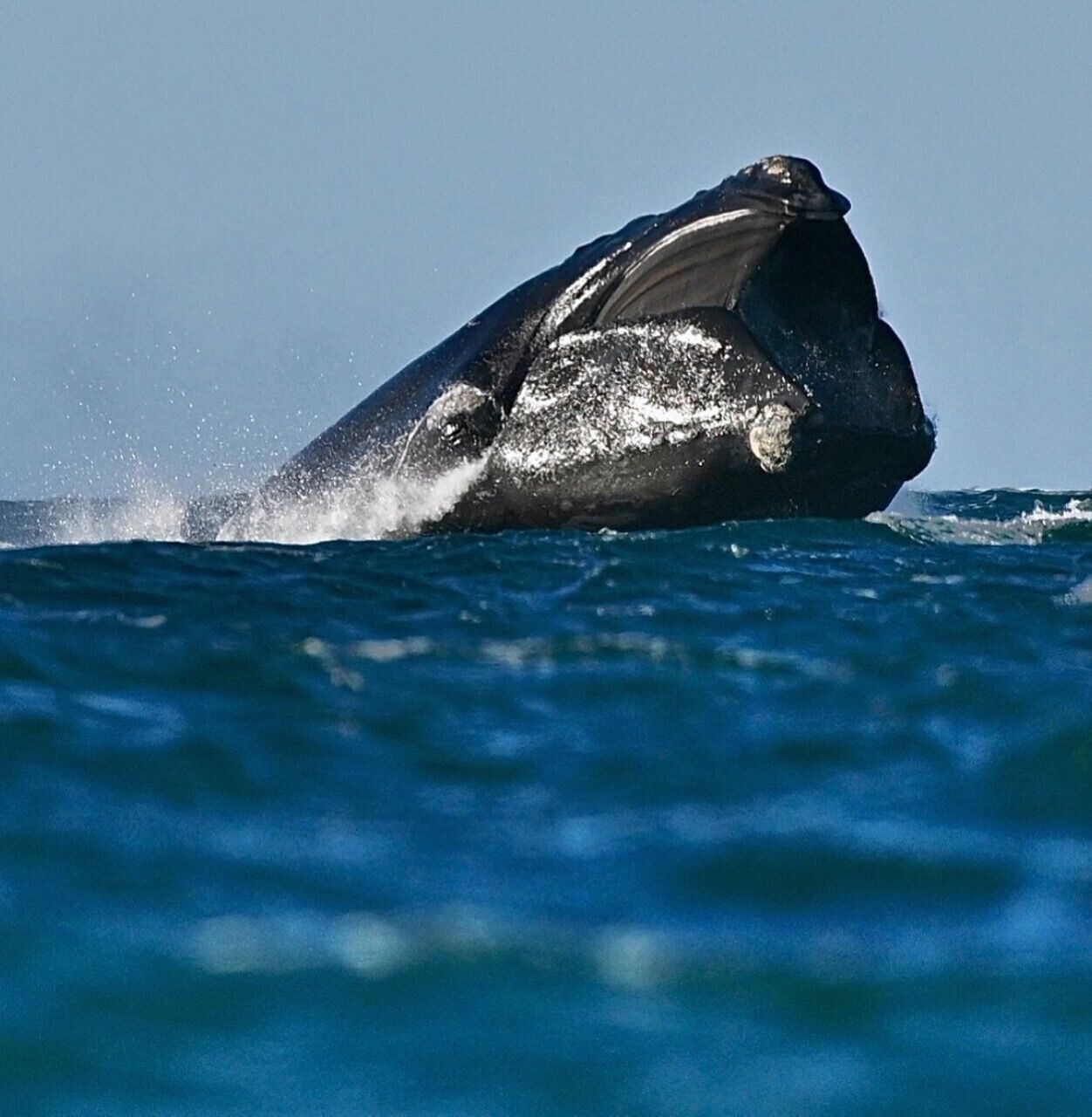A whale breaching the ocean surface.
