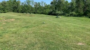 A grassy field with a few scattered objects and trees in the background. - Cozy Apartment located on our 5-acre property (Winchester)