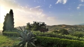 Un paisaje con una variedad de vegetación, incluyendo un alto pino, una planta de agave grande y un seto.