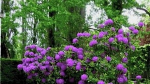 Un jardín con flores moradas y follaje verde.