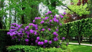 Ein Garten mit violetten Blumen und grünen Bäumen.