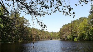 Un lac paisible, entouré d’une forêt dense.