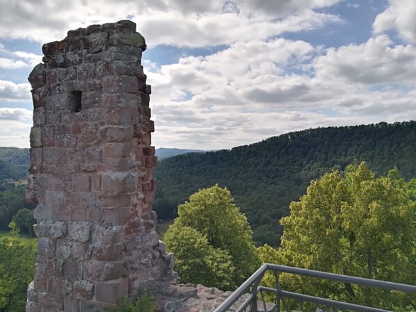 Property grounds - Meublé de Tourisme en Pleine Nature, au Départ des Sentiers de Marche et de VTT (BAERENTHAL)