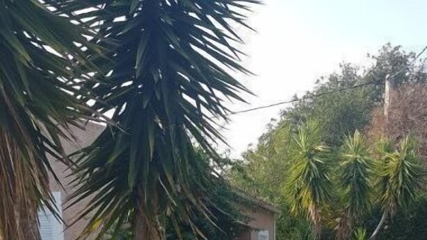 A landscaped area with potted plants, rocks, and a palm tree. - Maison Pleine de Charme (Saint-Féliu-d'Avall)