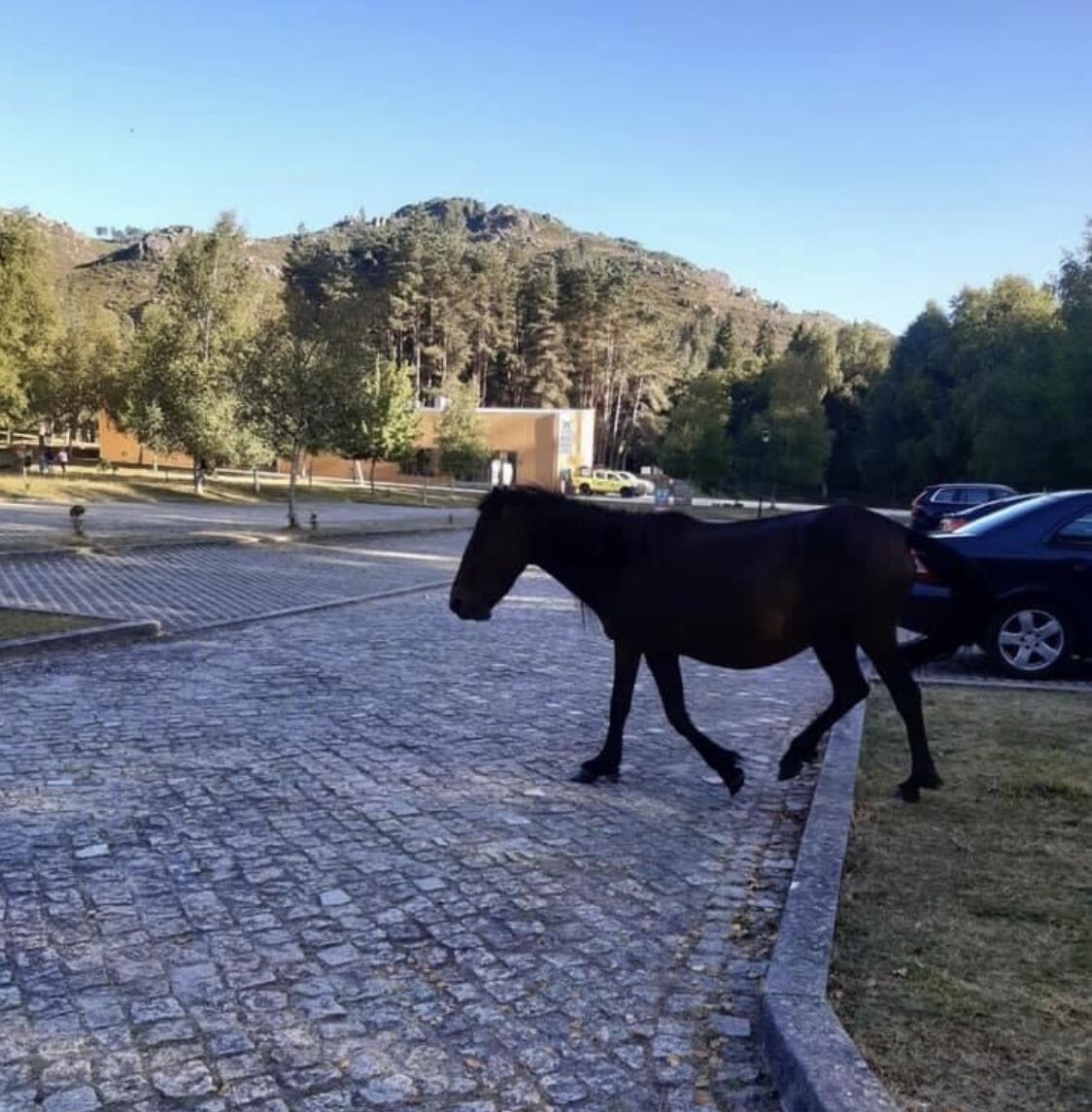 A horse walking on a cobblestone path in a park with trees and a mountain in the background.
