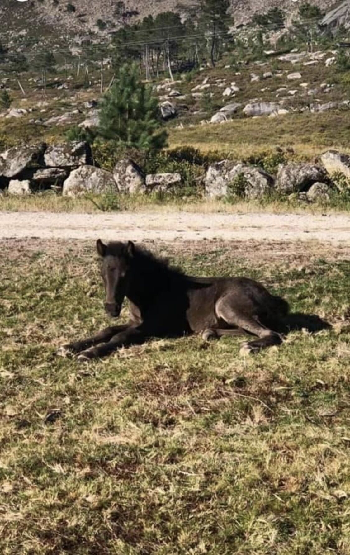 Een paard ligt op een begraasd veld, met rotsen en schaarse begroeiing op de achtergrond.