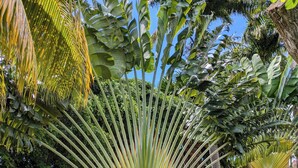 Un jardín con diversas plantas tropicales, como palmeras y plantas de banano.