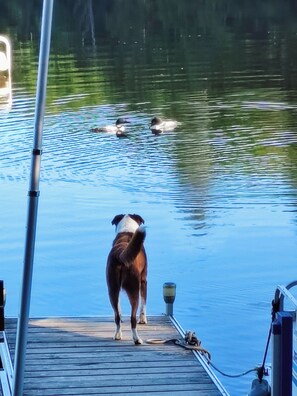 Un perro está de pie en un muelle junto a un cuerpo de agua, con patos nadando al fondo.