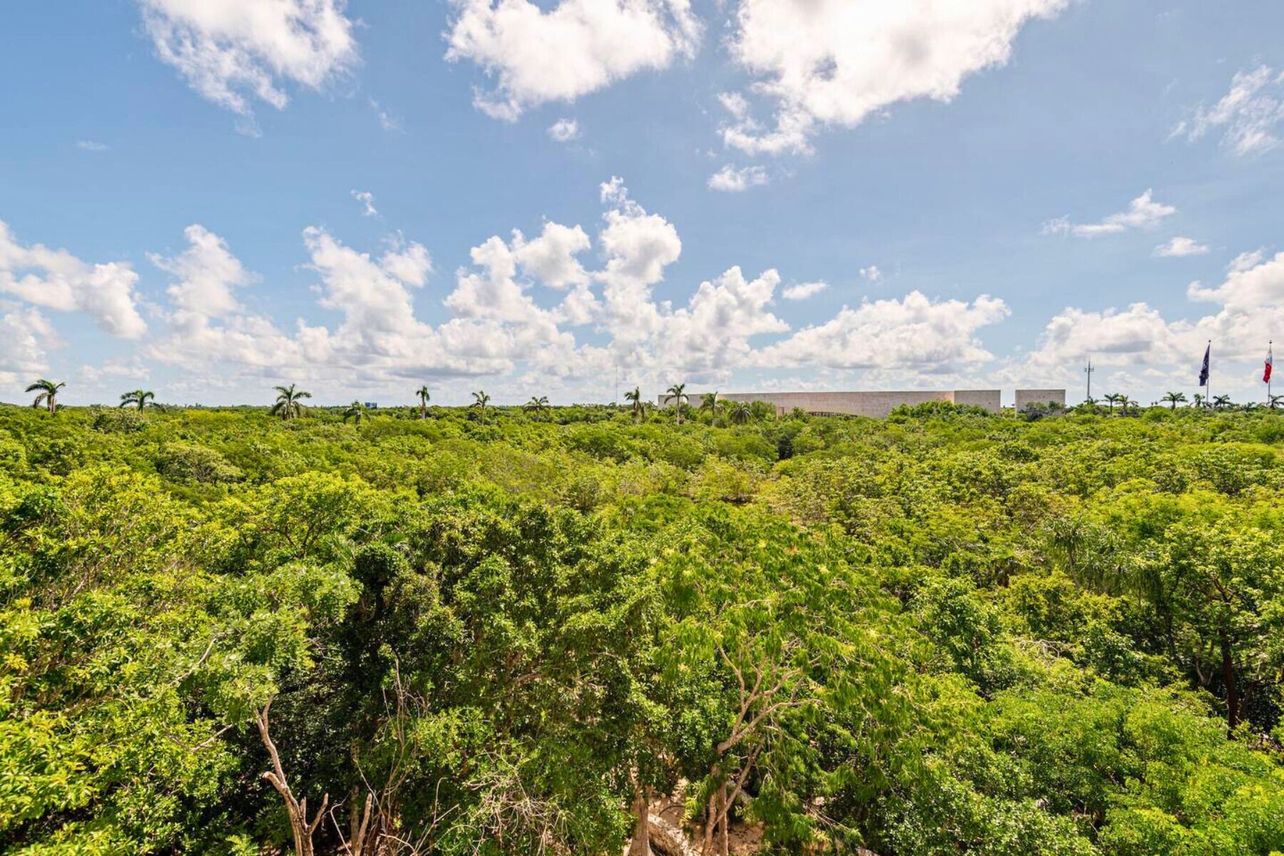 Un paysage verdoyant et luxuriant, avec une végétation dense et un ciel dégagé.