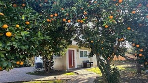 Ein Wohngebiet mit einem gepflasterten Weg, der zu einem von Orangenbäumen umgebenen Haus führt.