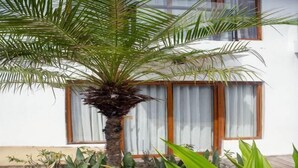 A palm tree in a garden with a building in the background. - Crown Regency Beach Resort (Boracay Island)