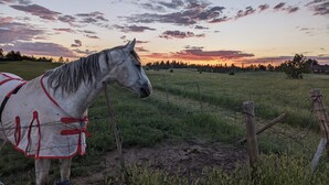 A horse standing in a field with a sunset in the background.