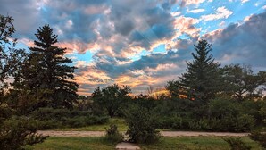 A pathway leading through a natural landscape with trees and shrubs.
