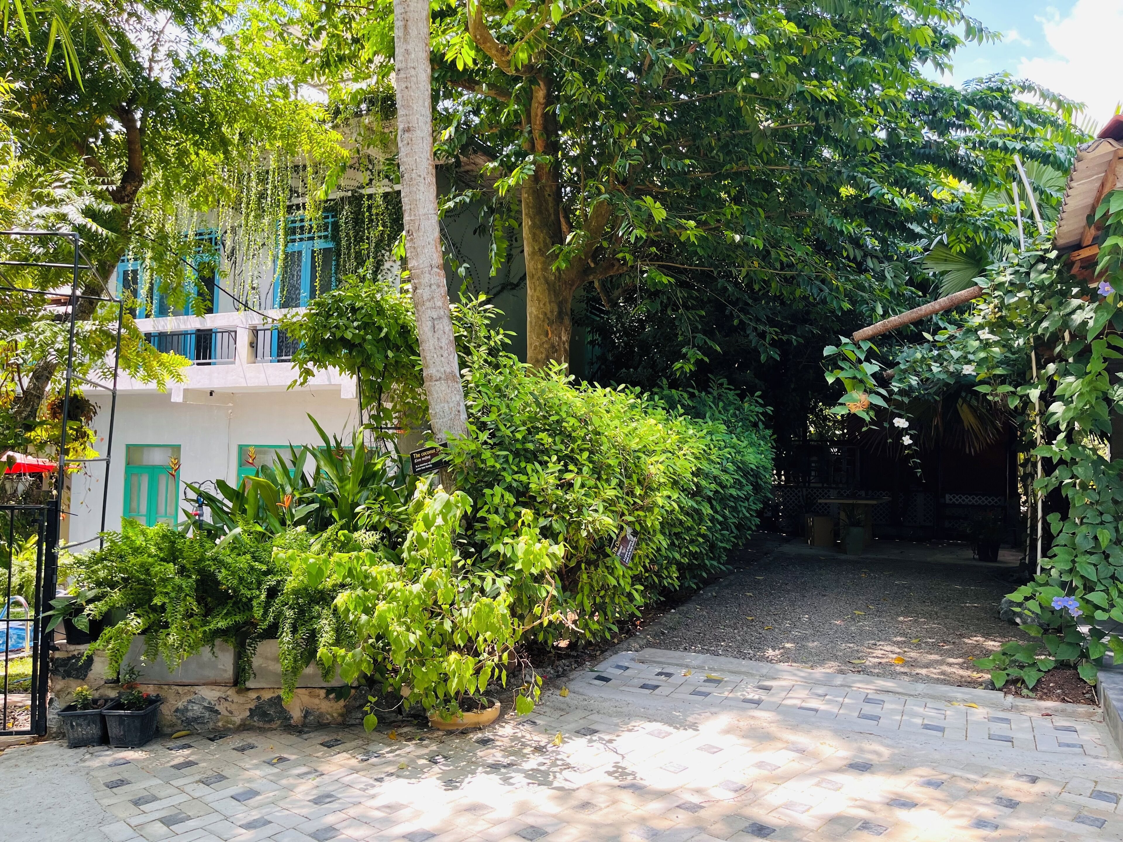 A paved pathway leading through a lush garden area with dense foliage and a building with blue shutters.