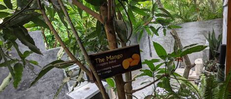 A sign indicating the presence of a mango tree, surrounded by lush greenery and a concrete structure.