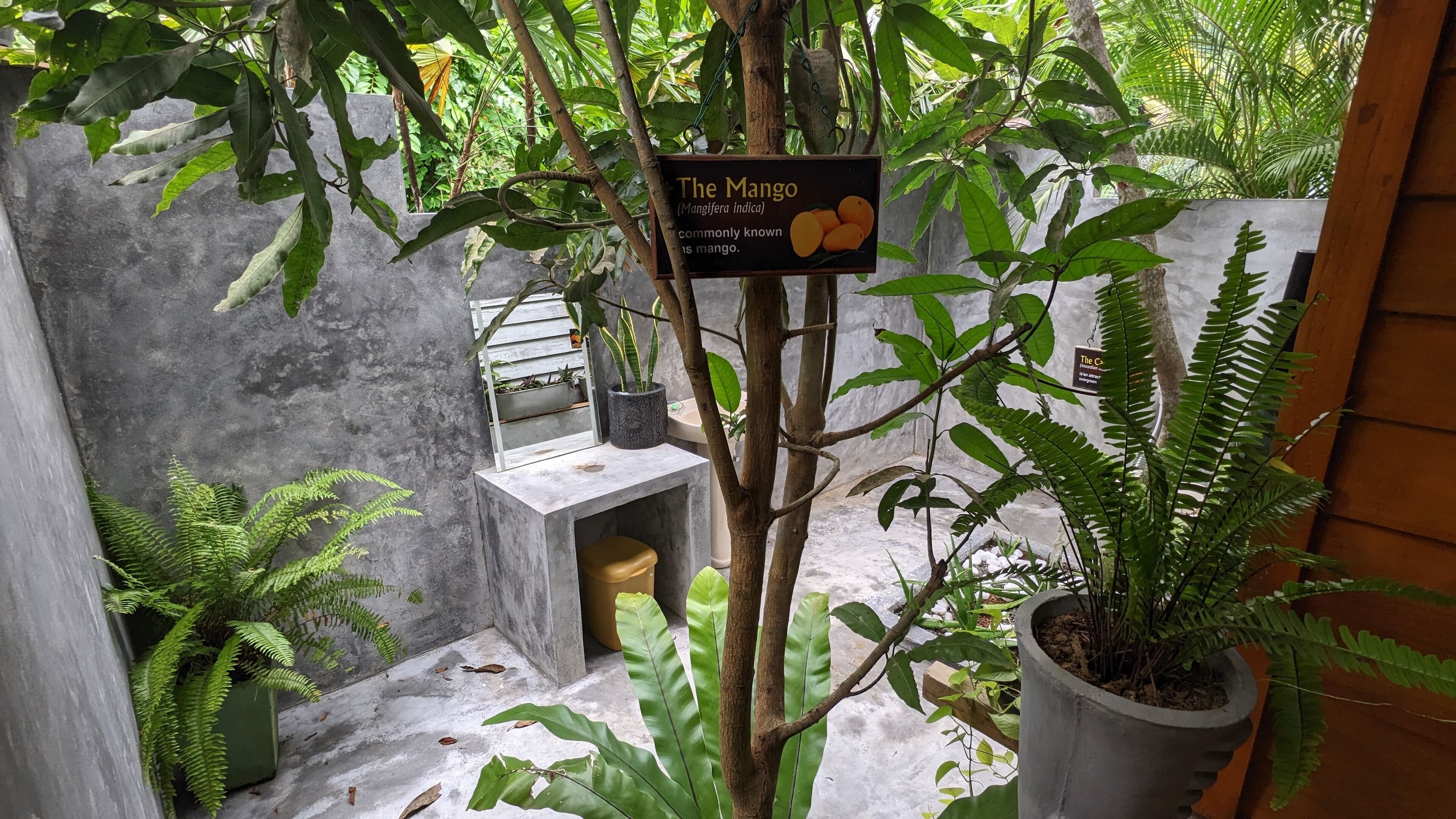 A small indoor garden with a mango tree, a concrete bench, and various potted plants.