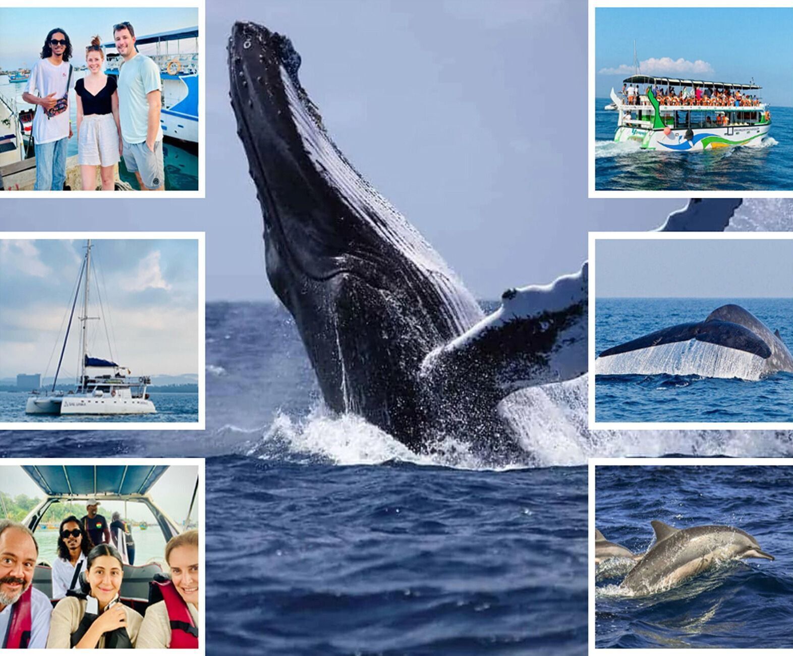 A whale breaching, a sailboat, a whale tail, a dolphin, and a tour boat.
