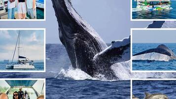A whale breaching, a sailboat, a whale tail, a dolphin, and a tour boat.