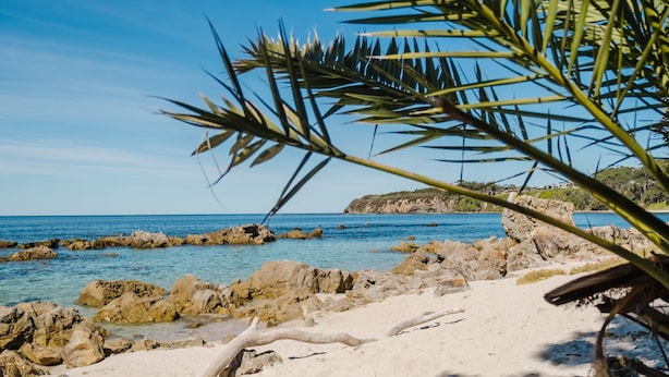 A beach with clear blue water, rocky outcrops, and a palm tree in the foreground.