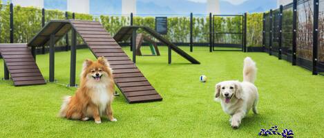 Twee honden op kunstgras met speeltoestellen en een omheind gebied.