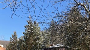 Exterior detail - Forest House (Nistoresti)