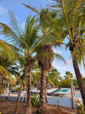A pool area surrounded by palm trees, with lounge chairs and a clear sky. - Caribbean Lofts 61 - Waterfront (Kralendijk)