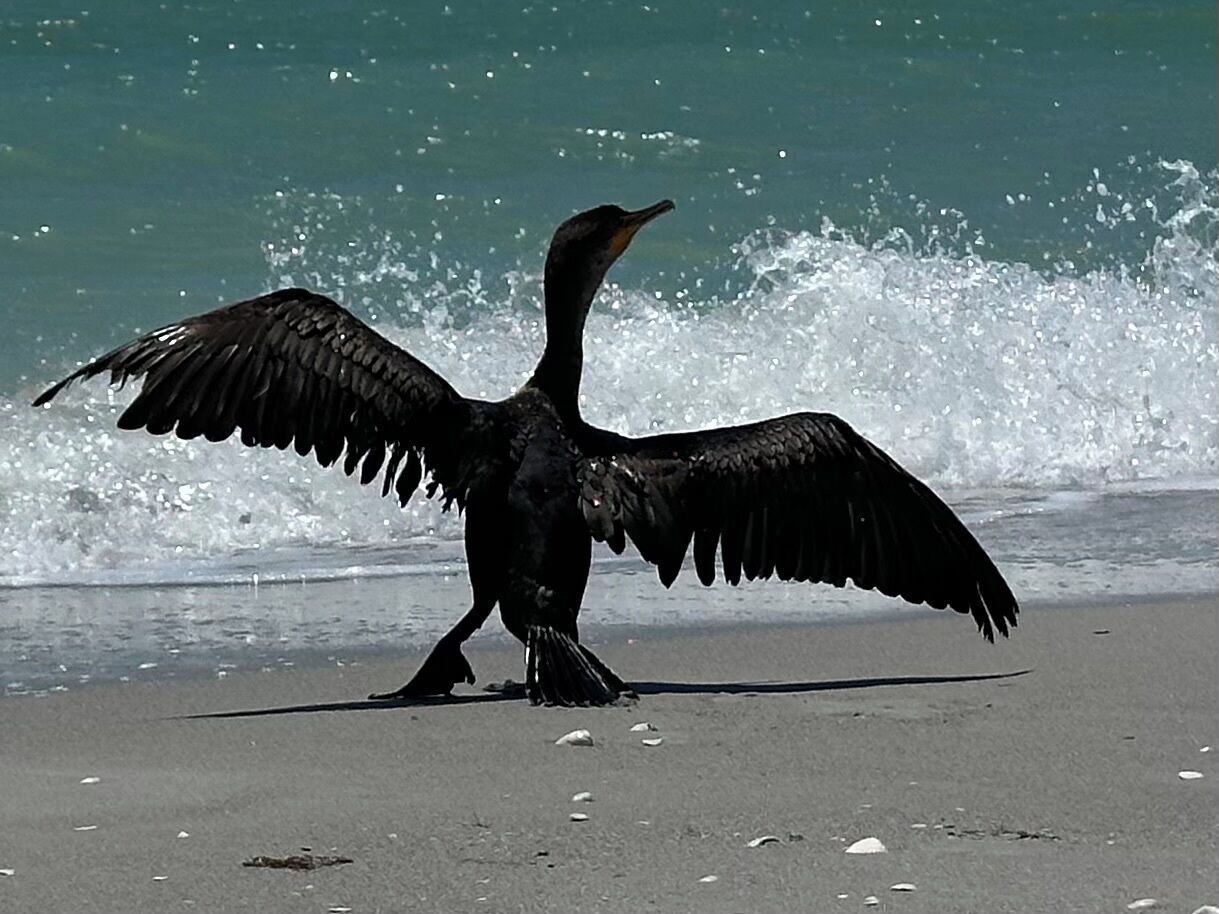 Sun loungers, beach towels