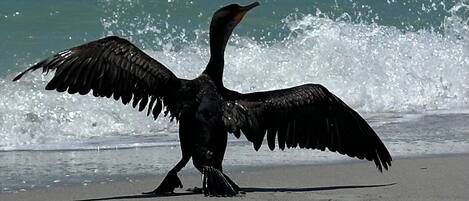 サンラウンジャー、ビーチタオル