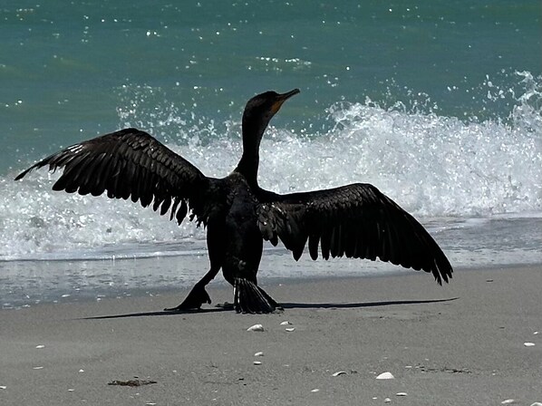 Camastros y toallas de playa