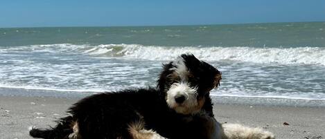 Sun-loungers, beach towels