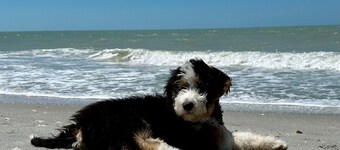 Island Paradise-The Sandy Banana-across from beach-only a 2 minute walk