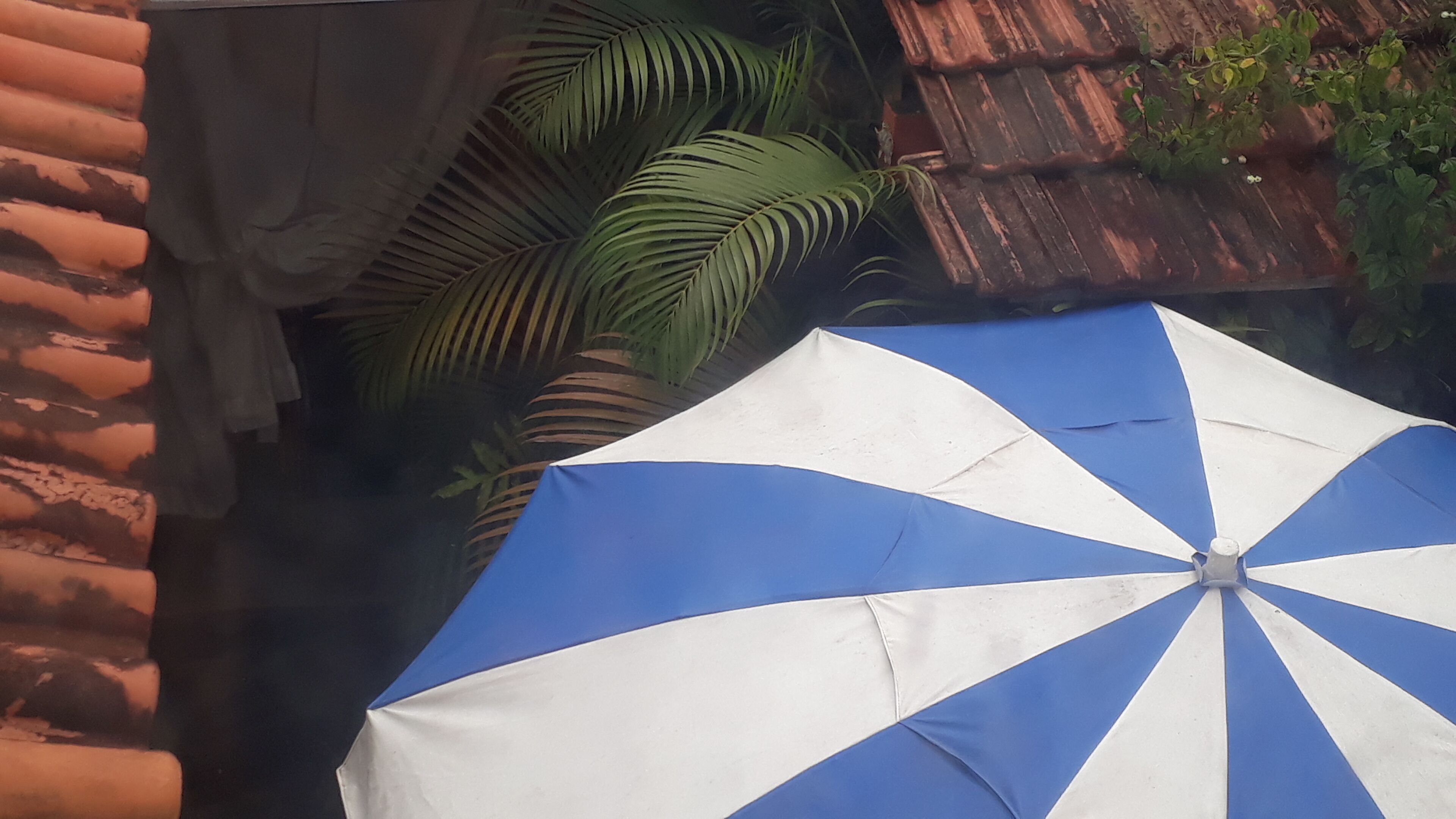 Ein blau-weißer Schirm, eine Ziegelwand und grüne Vegetation.