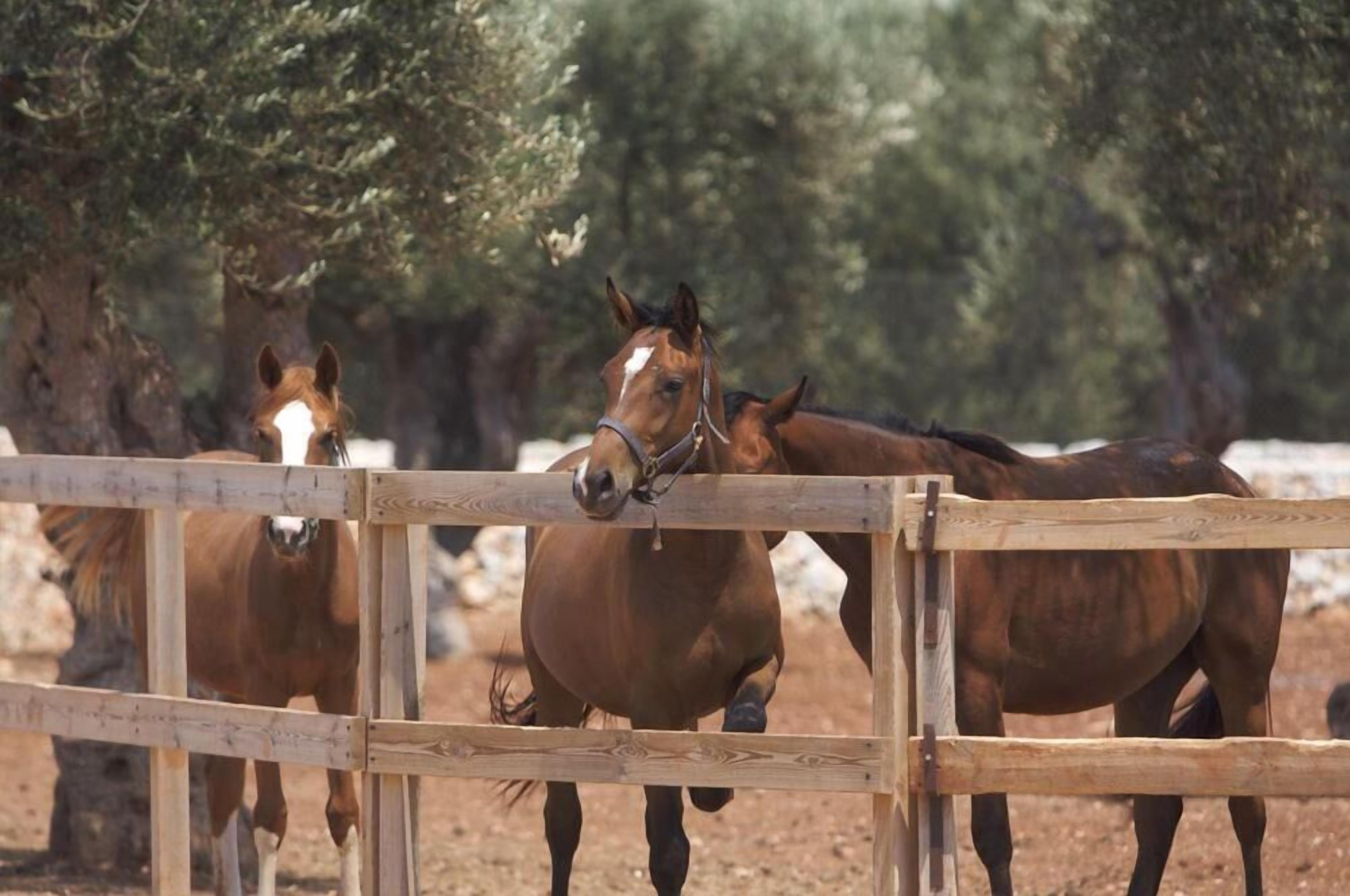 Una valla de madera con caballos al fondo.