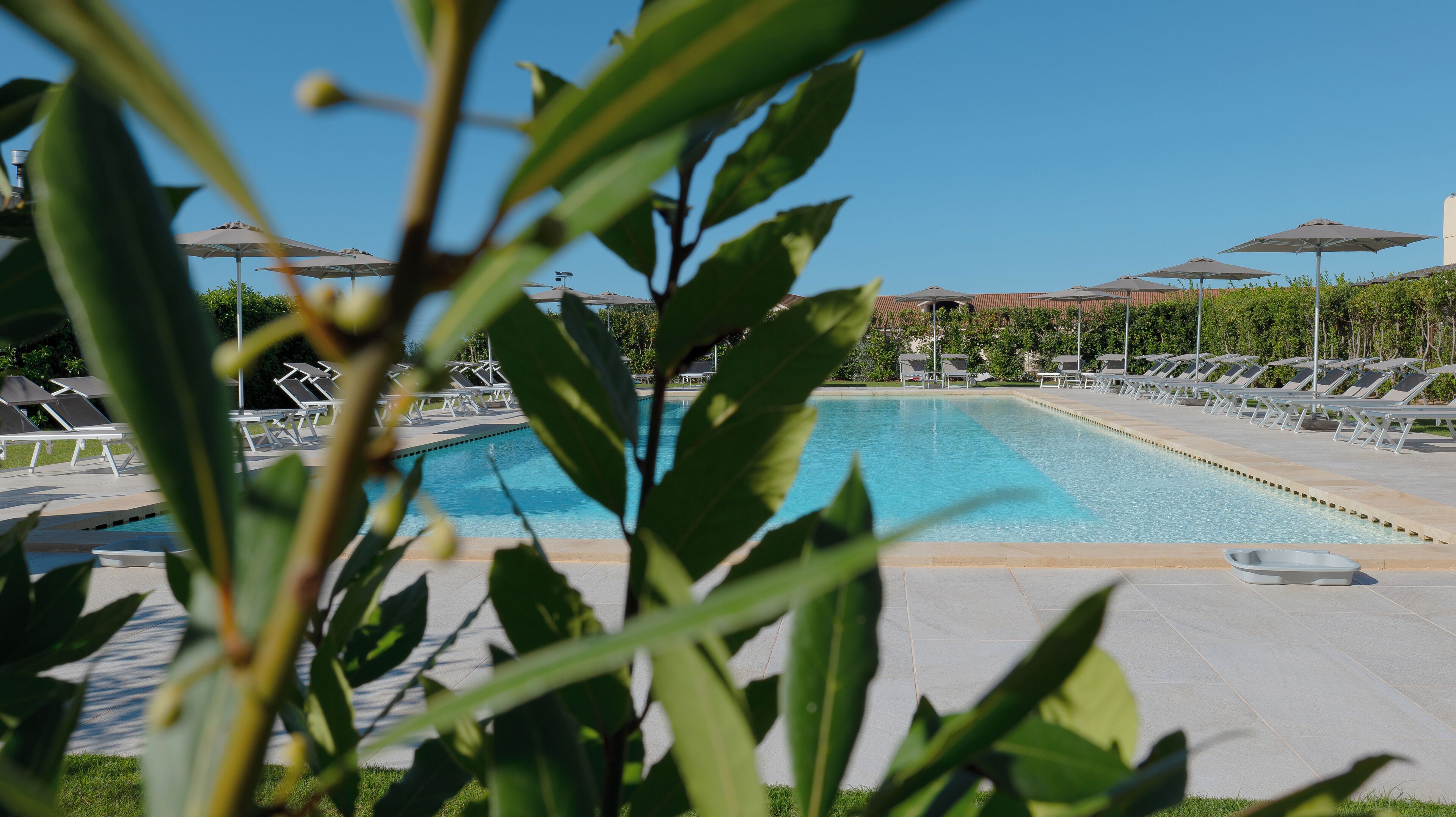 Piscina con tumbonas y sombrillas, rodeada de vegetación.