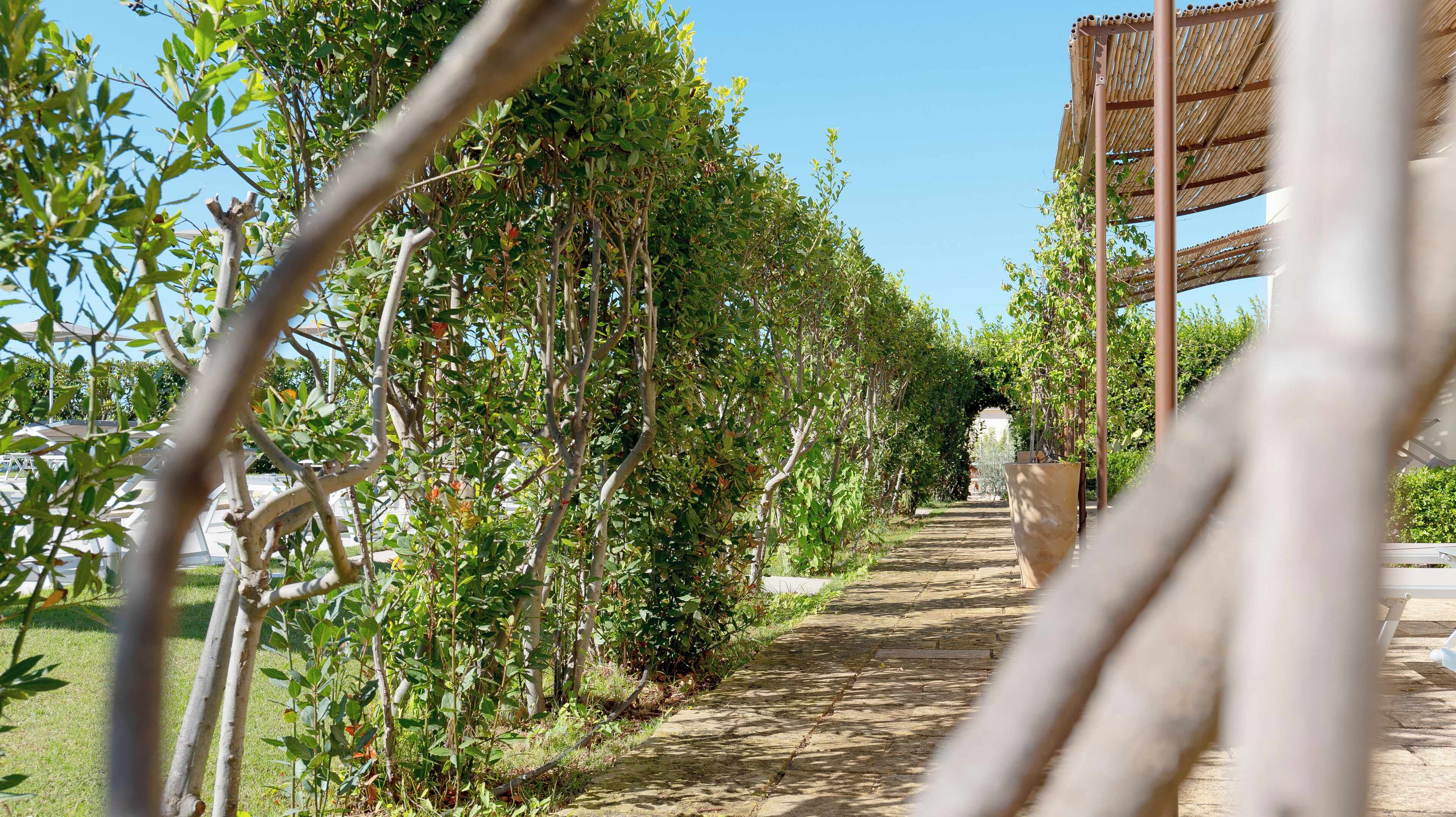 A pathway lined with trees and a pergola structure.