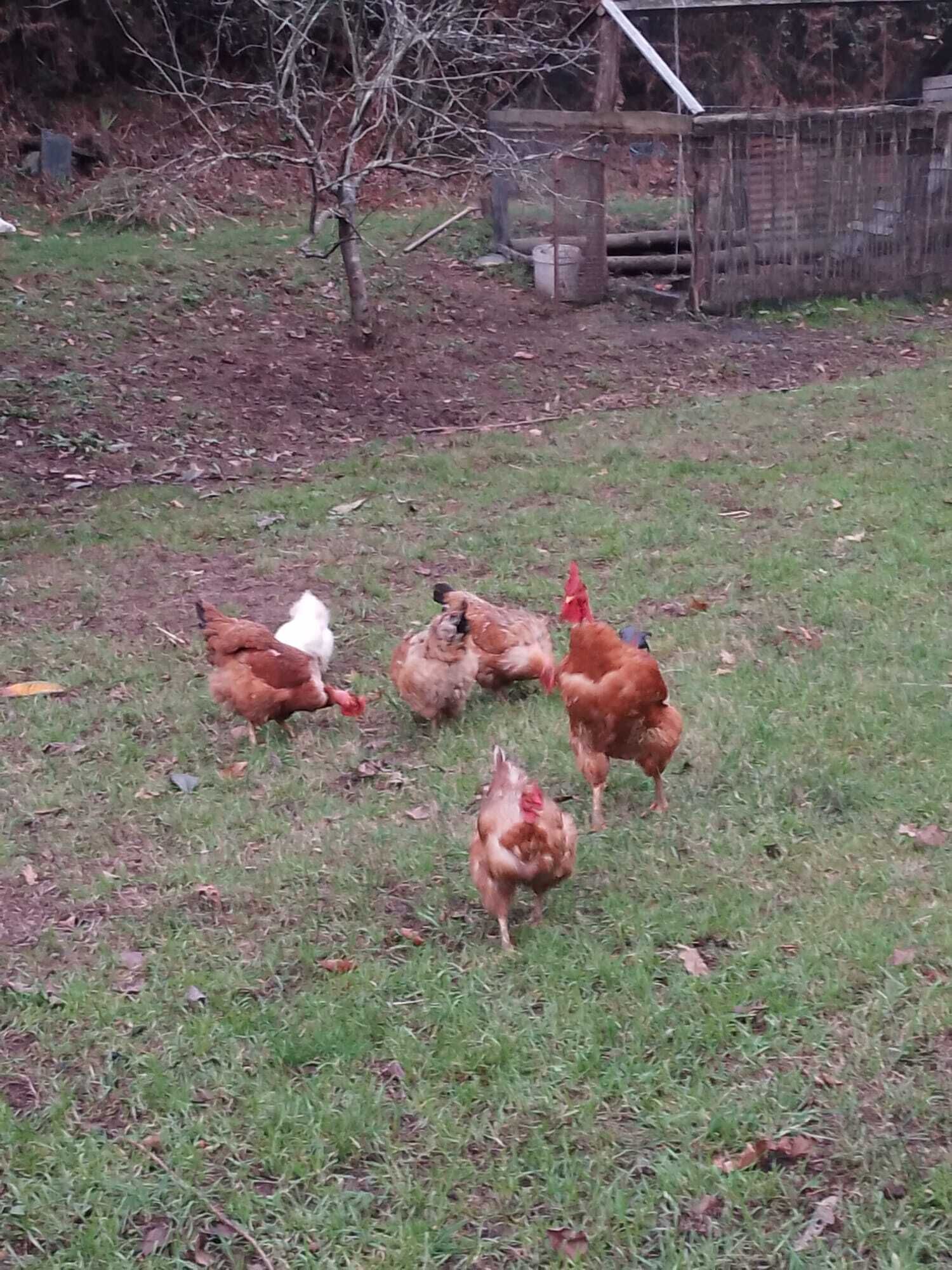 Un groupe de poules se trouve dans un espace extérieur herbeux, avec une structure en bois en arrière-plan.