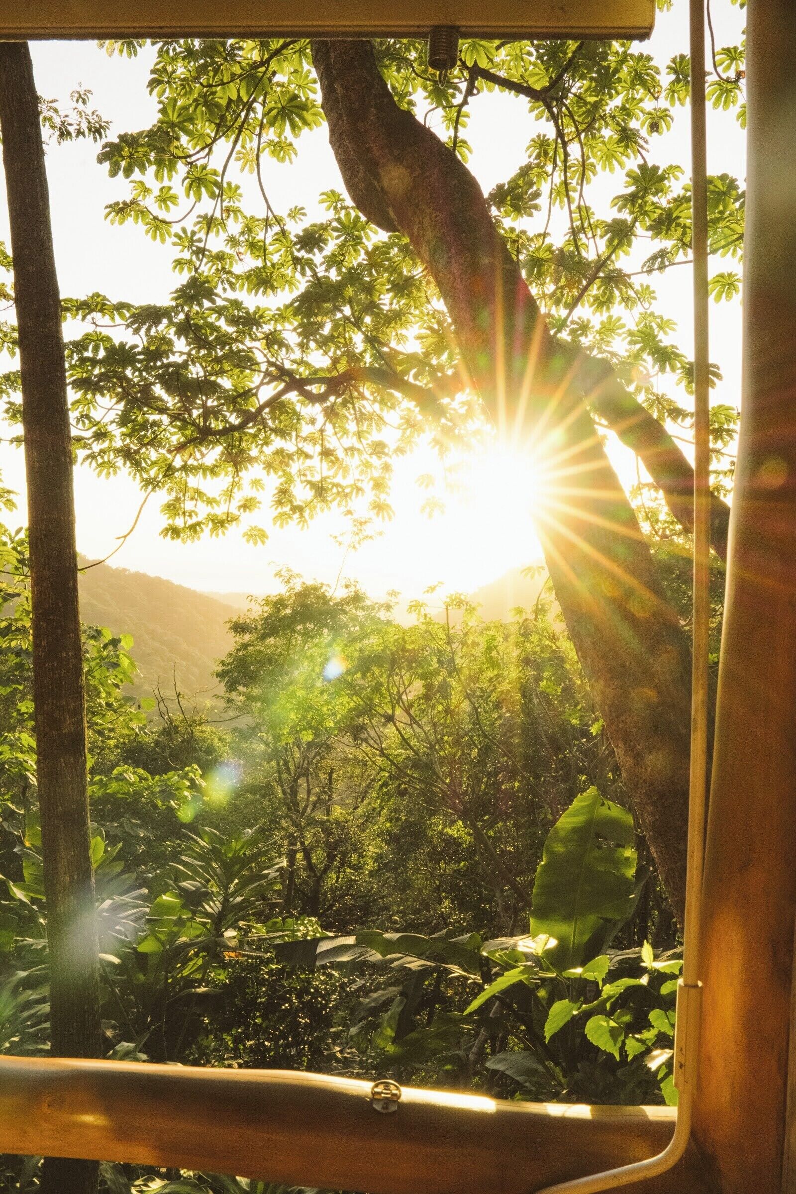 A view through a window with sunlight streaming through tree leaves.