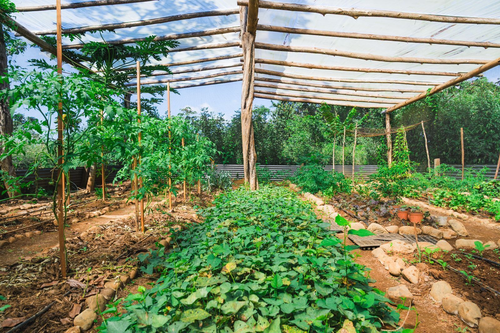 A greenhouse with rows of tomato plants supported by wooden stakes and a roof structure.