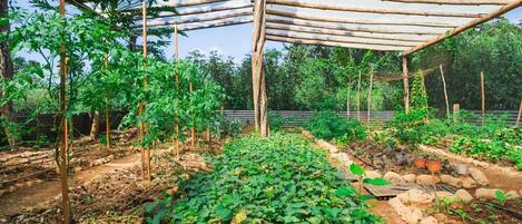 A greenhouse with rows of tomato plants supported by wooden stakes and a roof structure.